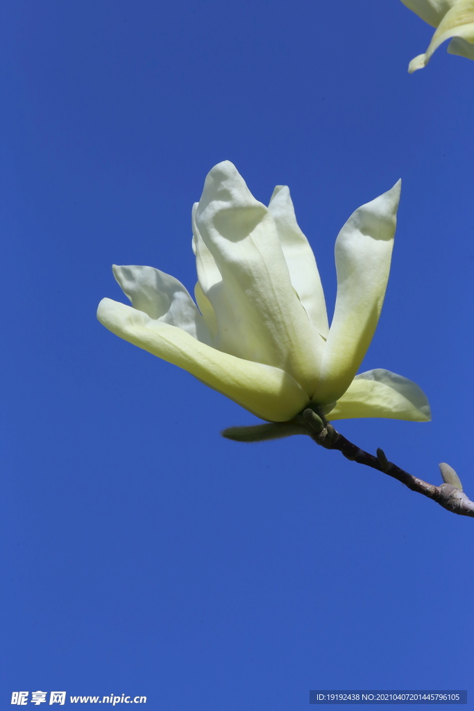 玉兰花