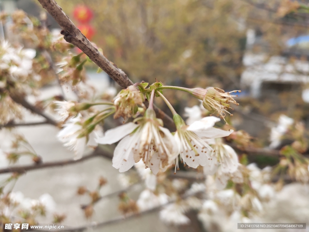 樱花花朵花卉