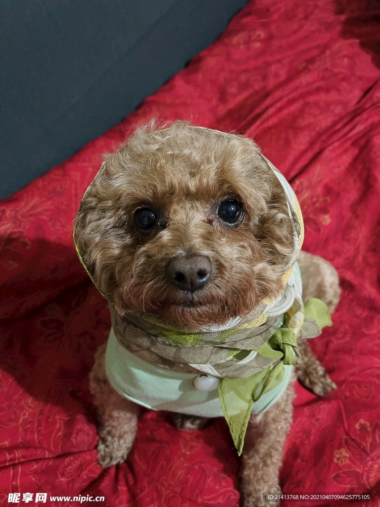 小狗宠物狗