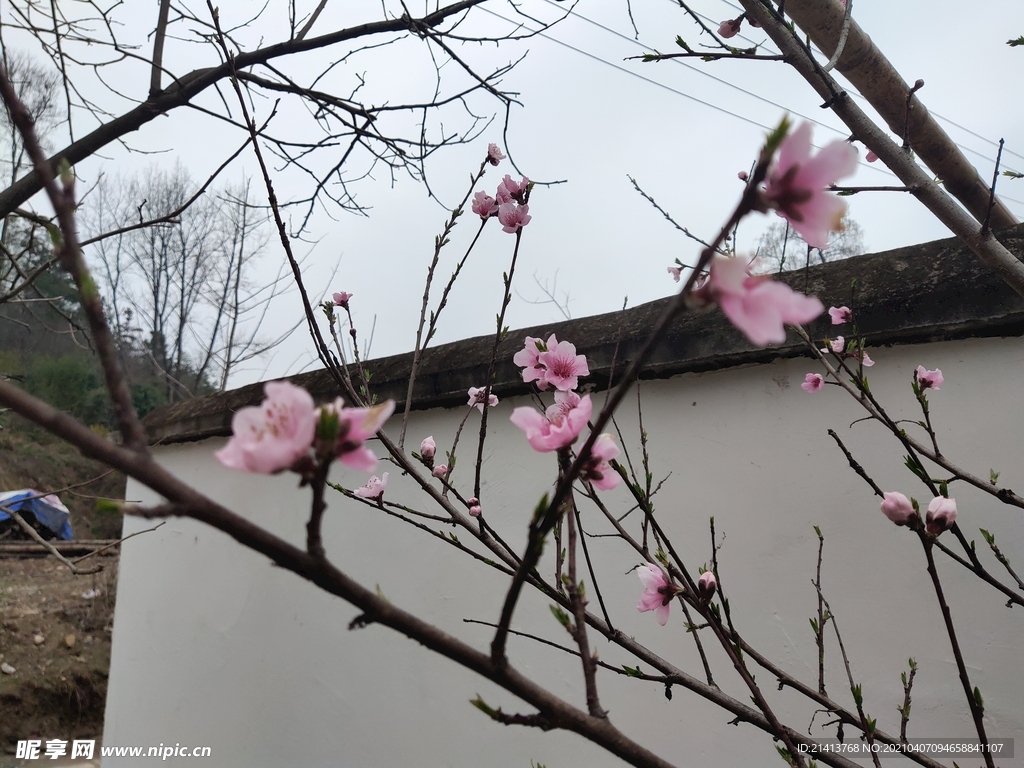 樱花花朵花卉