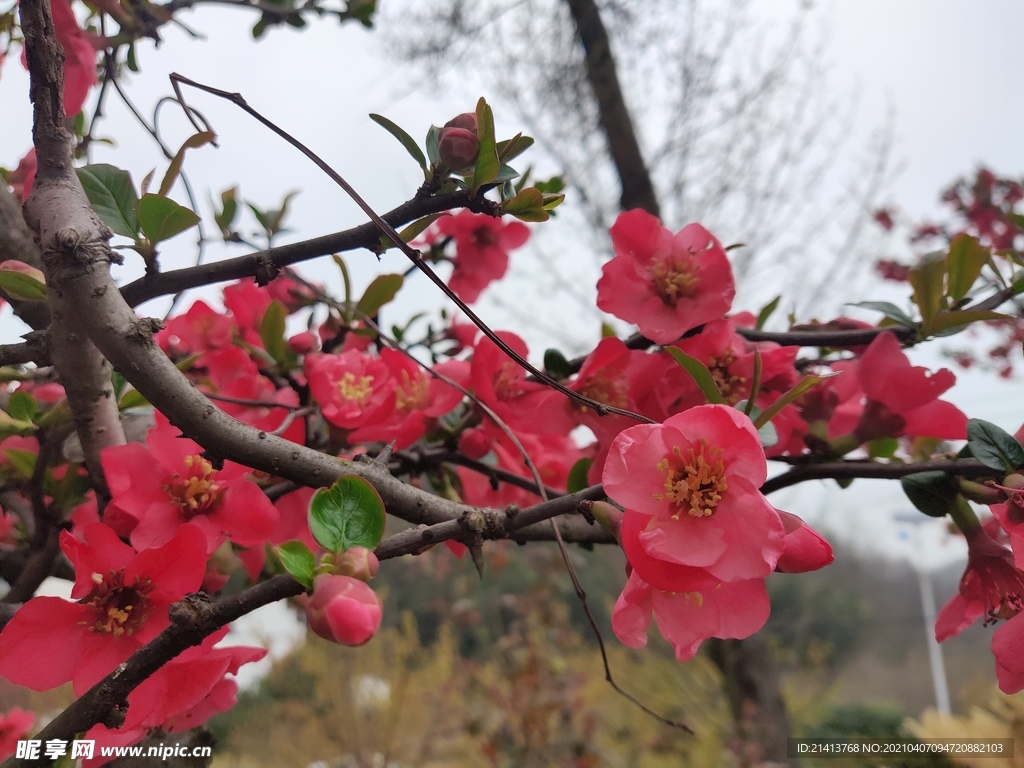 樱花花朵花卉