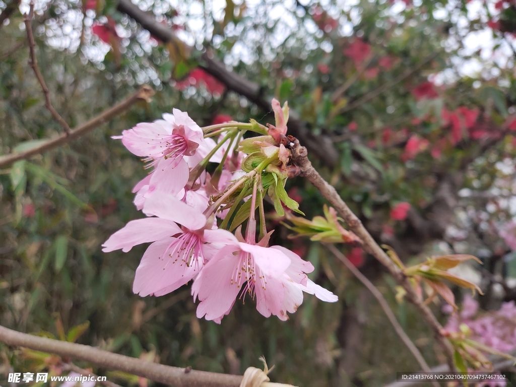 樱花花朵花卉