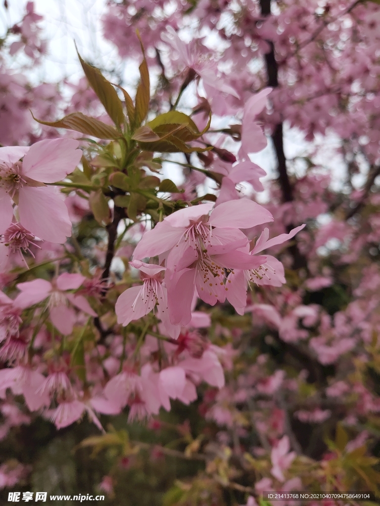 樱花花朵花卉