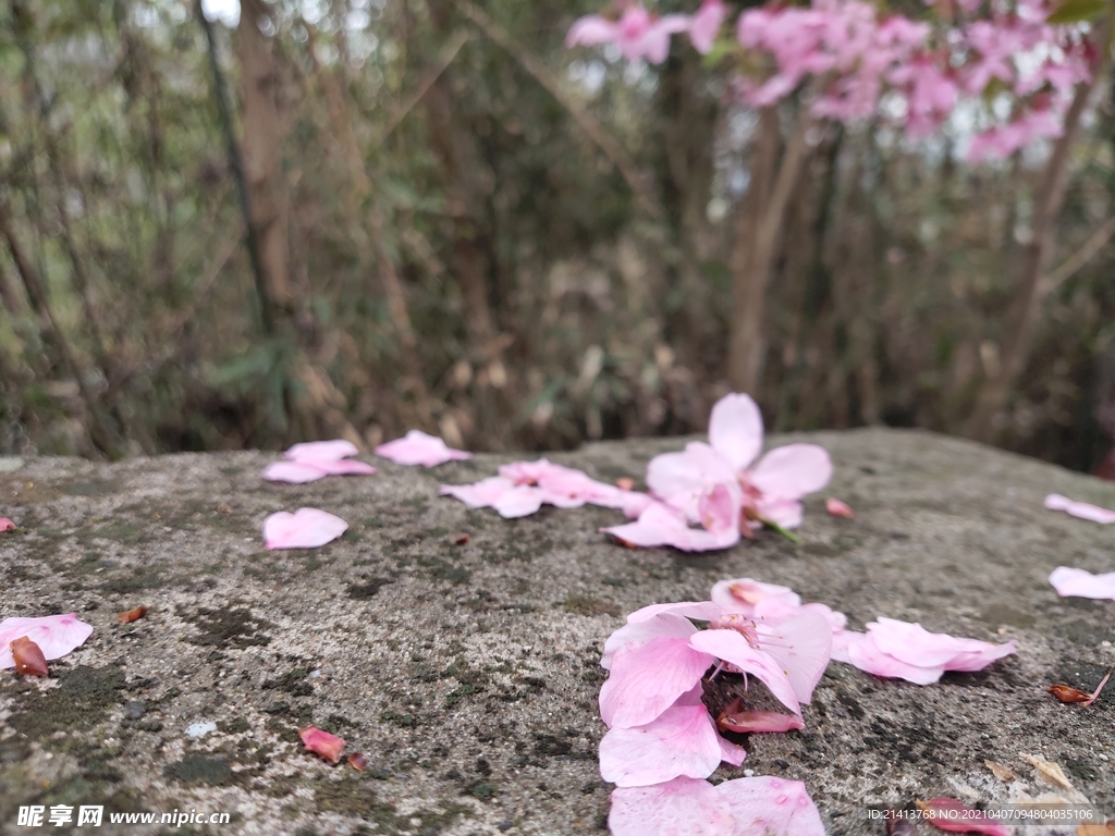 鲜花花朵花瓣