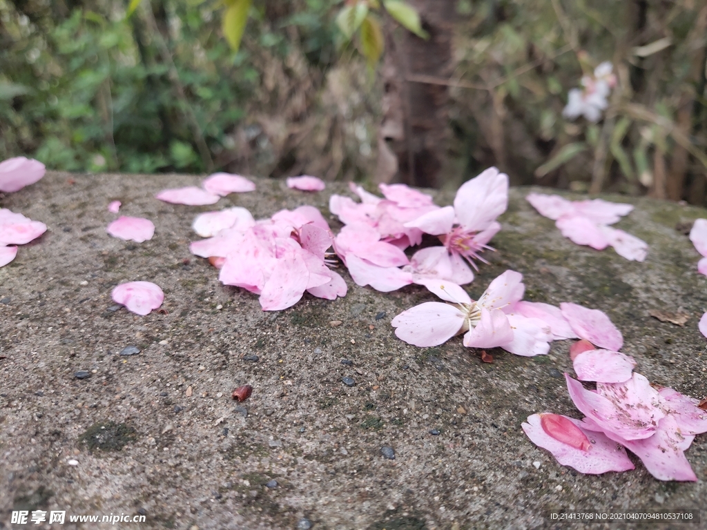 鲜花花朵花瓣