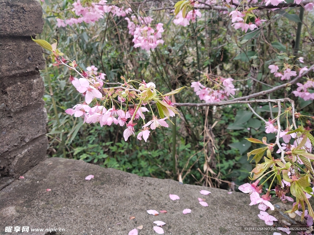 樱花花朵花卉