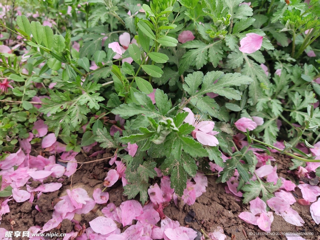 樱花花朵花卉