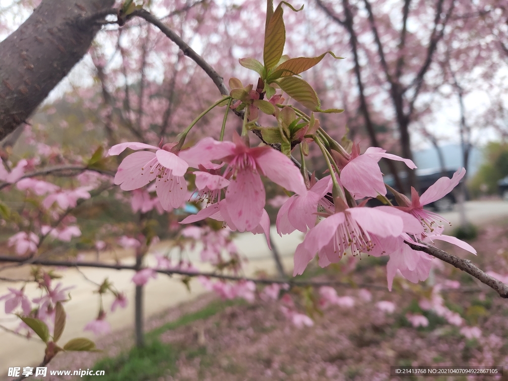 樱花花朵花卉