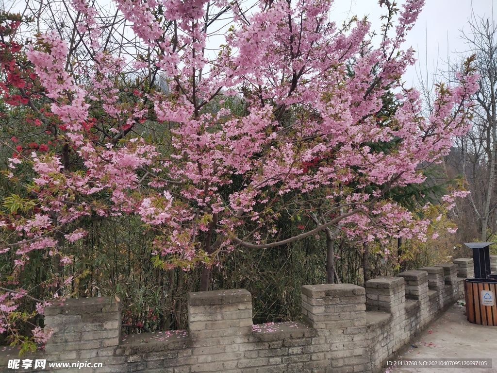 樱花花朵花卉