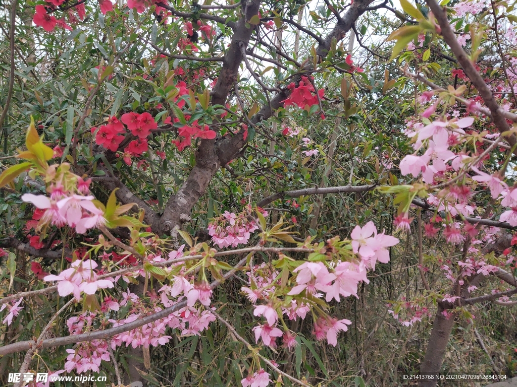 樱花花朵花卉