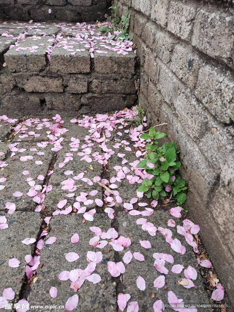 鲜花花朵花瓣