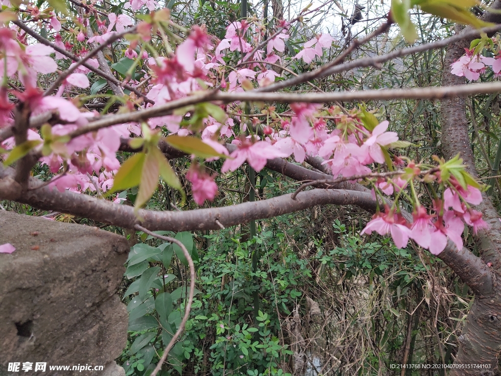 樱花花朵花卉