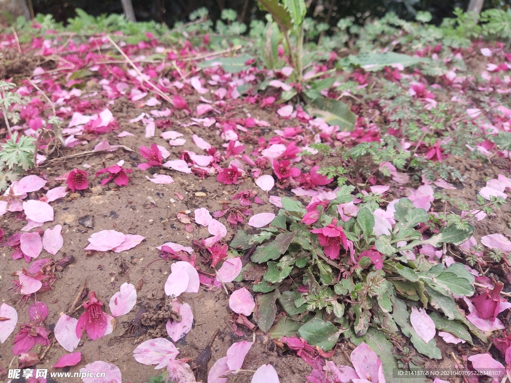 鲜花花朵花卉