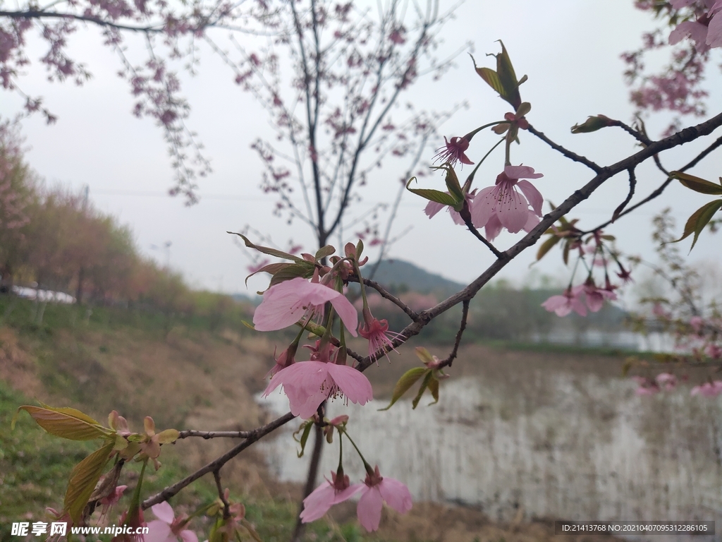 樱花花朵花卉