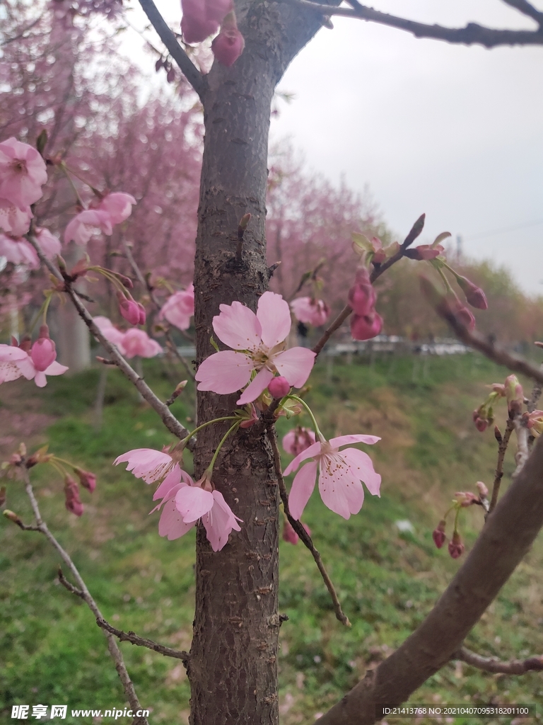 樱花花朵花卉