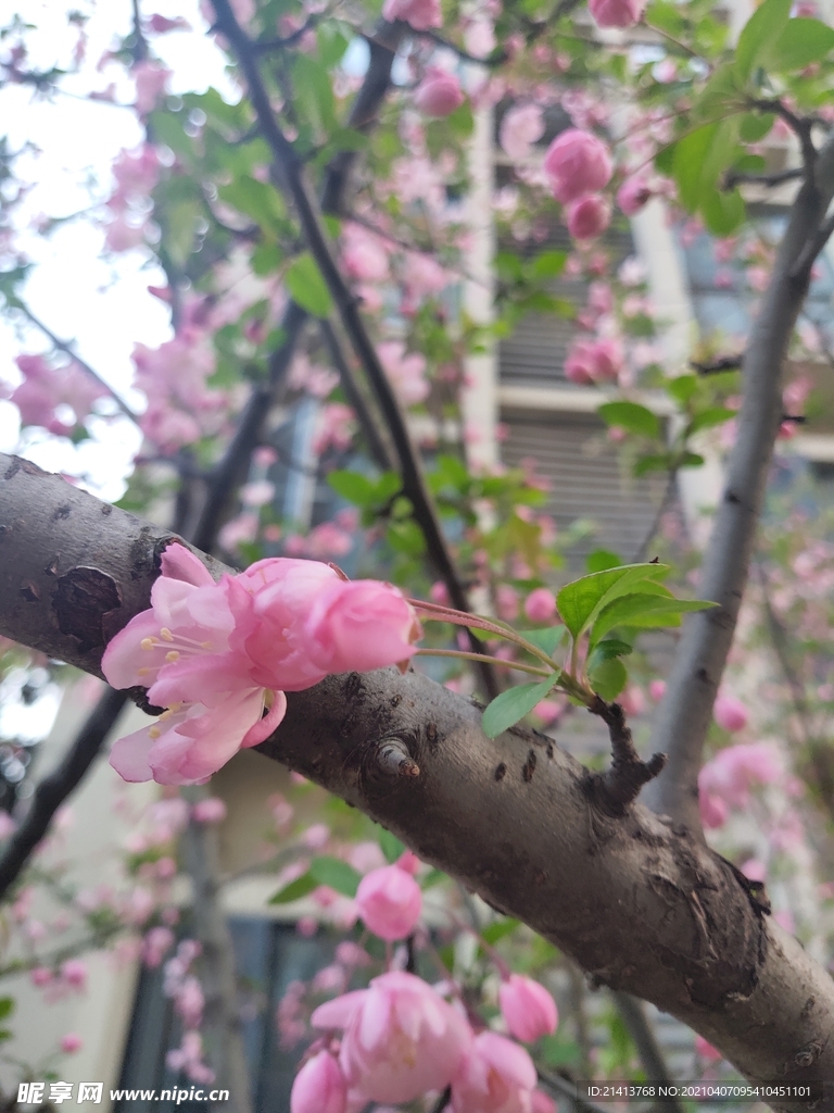 樱花花朵花卉