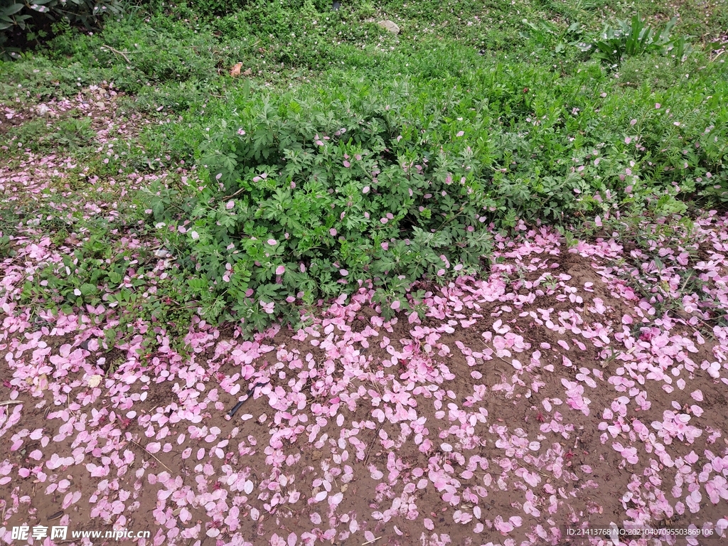 樱花花朵花卉