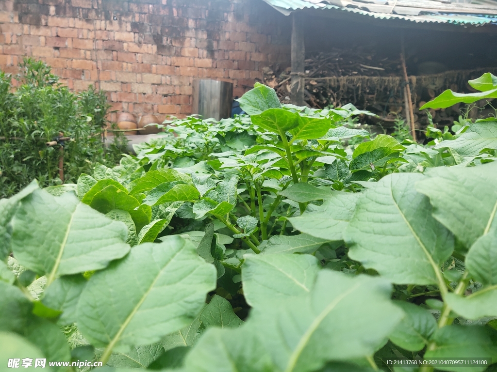 绿植植物盆景