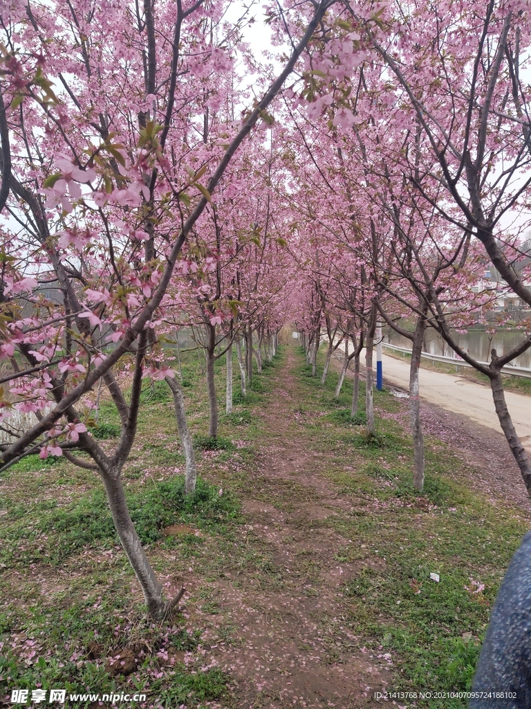 樱花花朵花卉