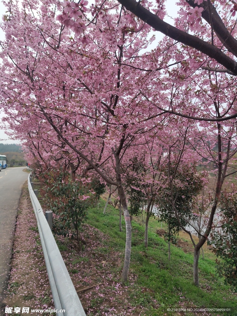 樱花花朵花卉