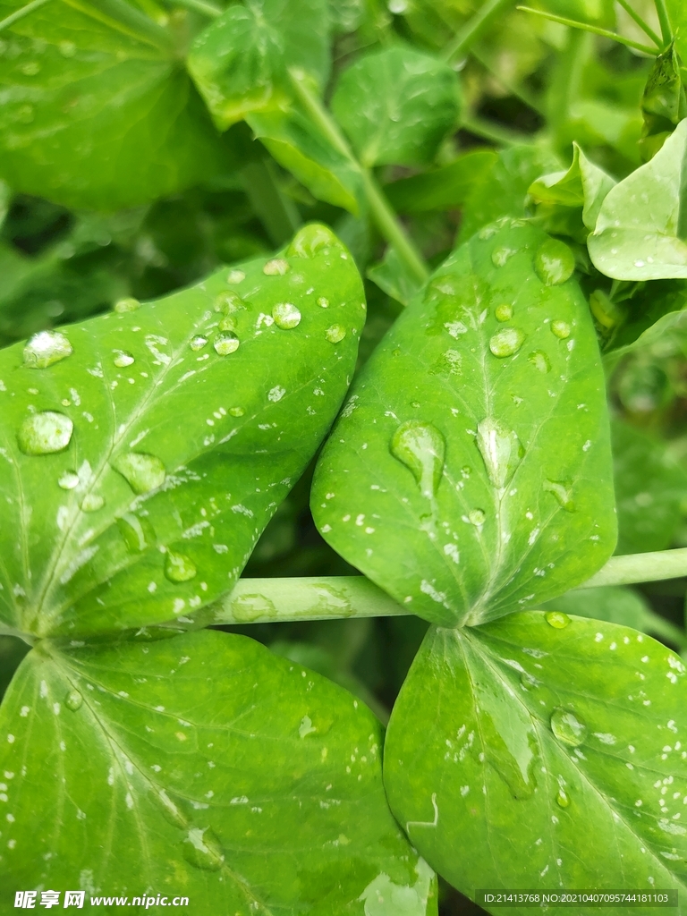 绿植植物盆景