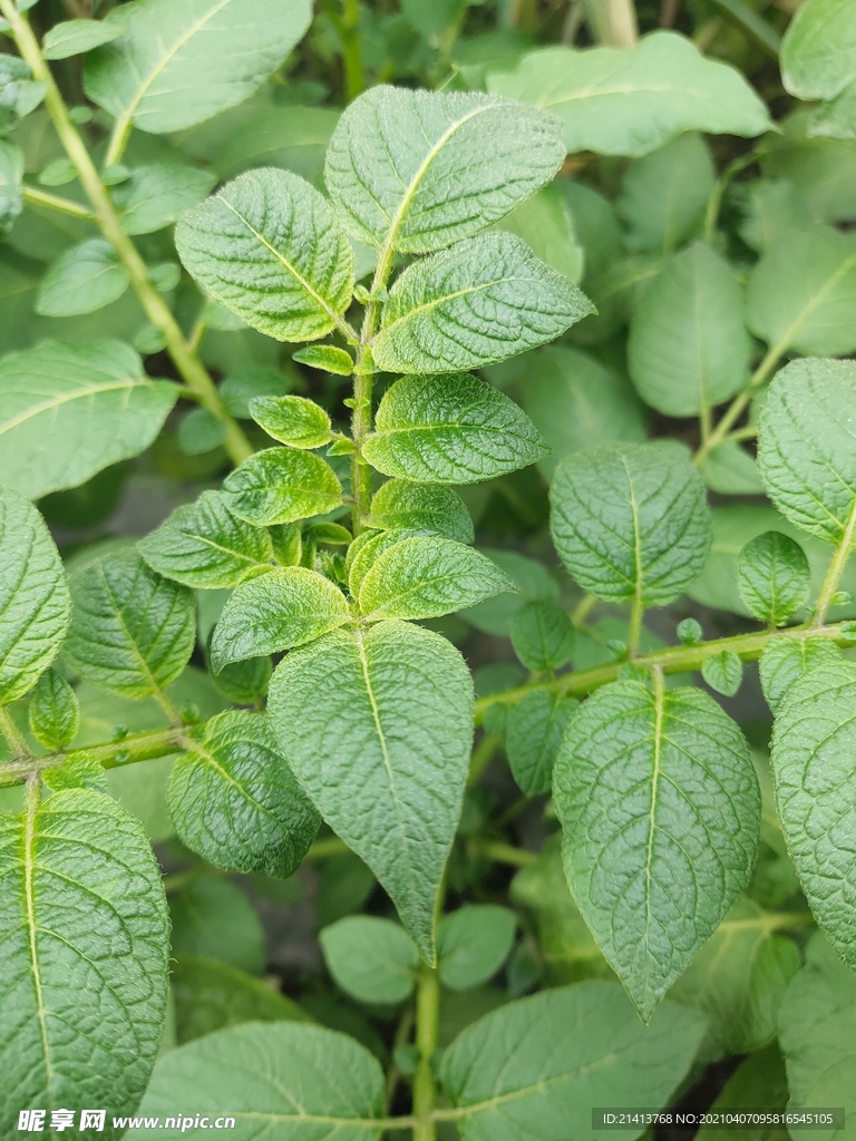 绿植植物盆景