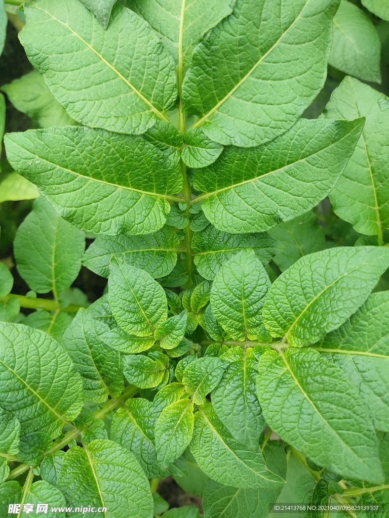 绿植植物盆景