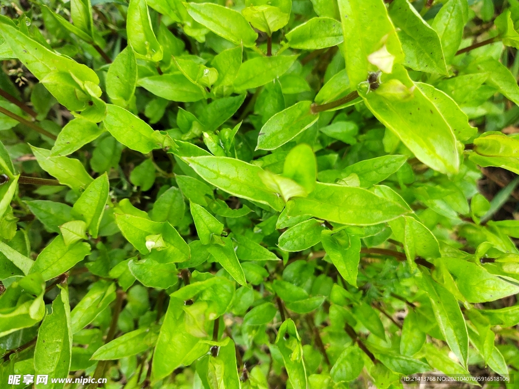 绿植植物盆景