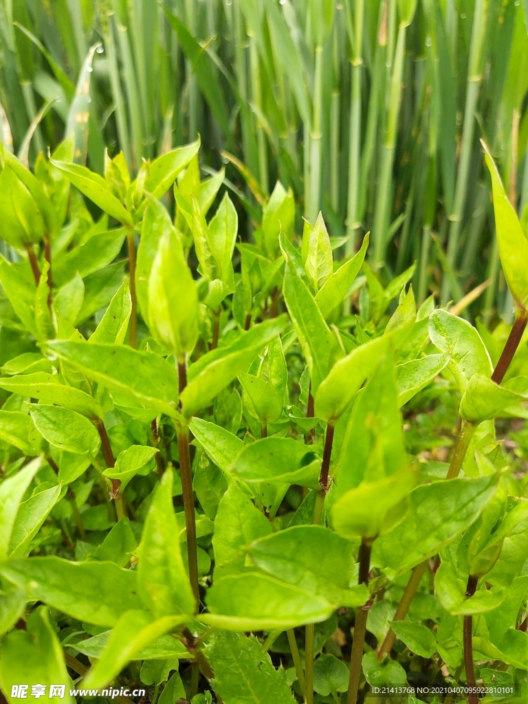 绿植植物盆景