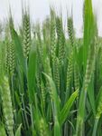 麦苗麦子小麦