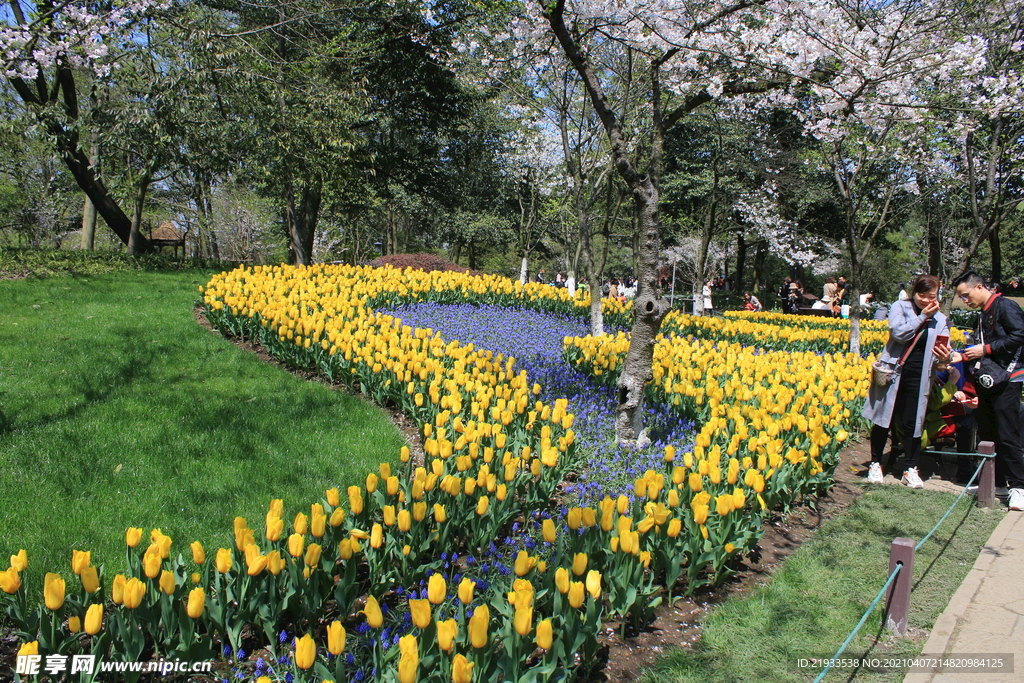 公园花海花带草地郁金香