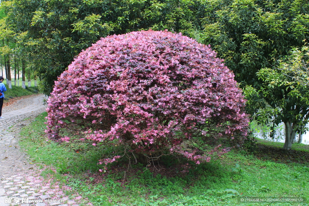 绿化树红花檵木球红花继木