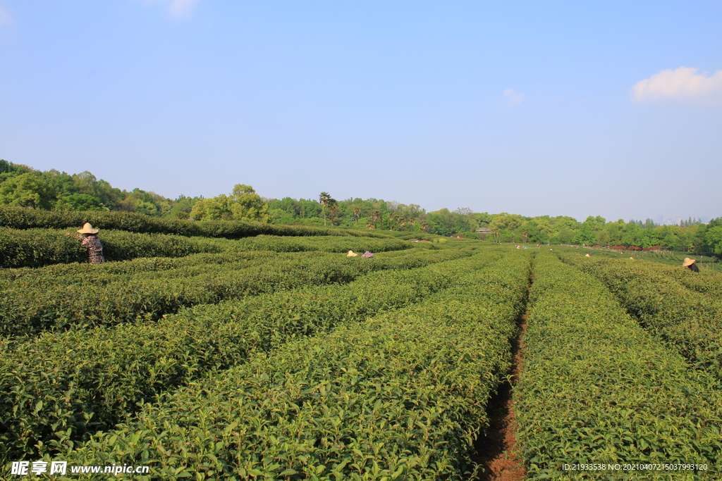 春茶采茶