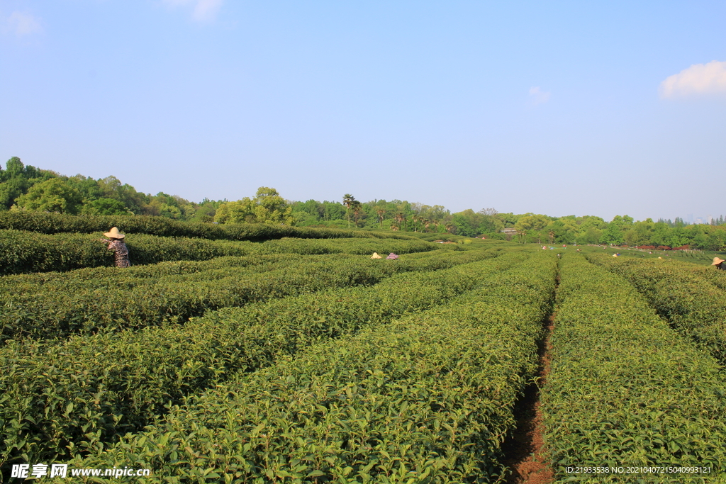 春茶采茶