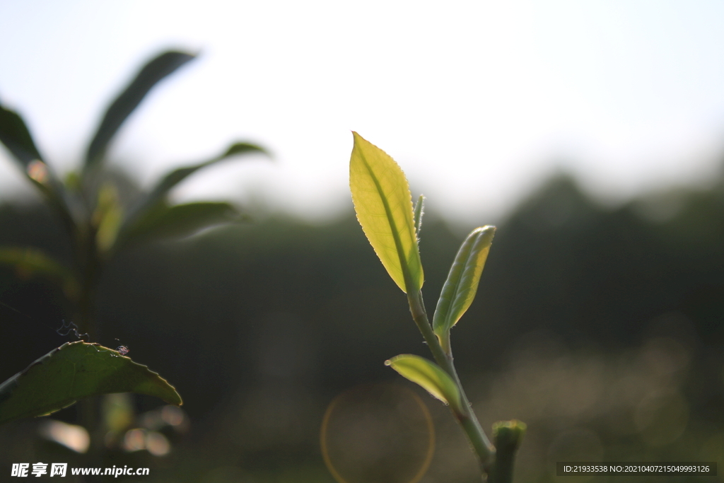 茶叶嫩芽特写