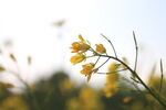 油菜和蜜蜂