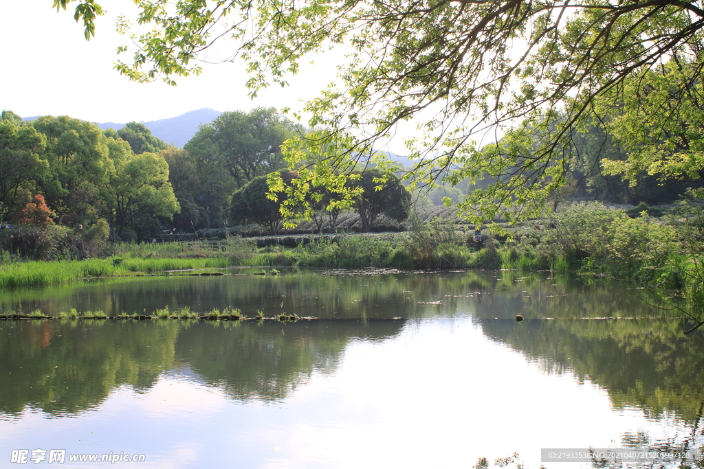 湿地公园生态驳岸挂角树茶园