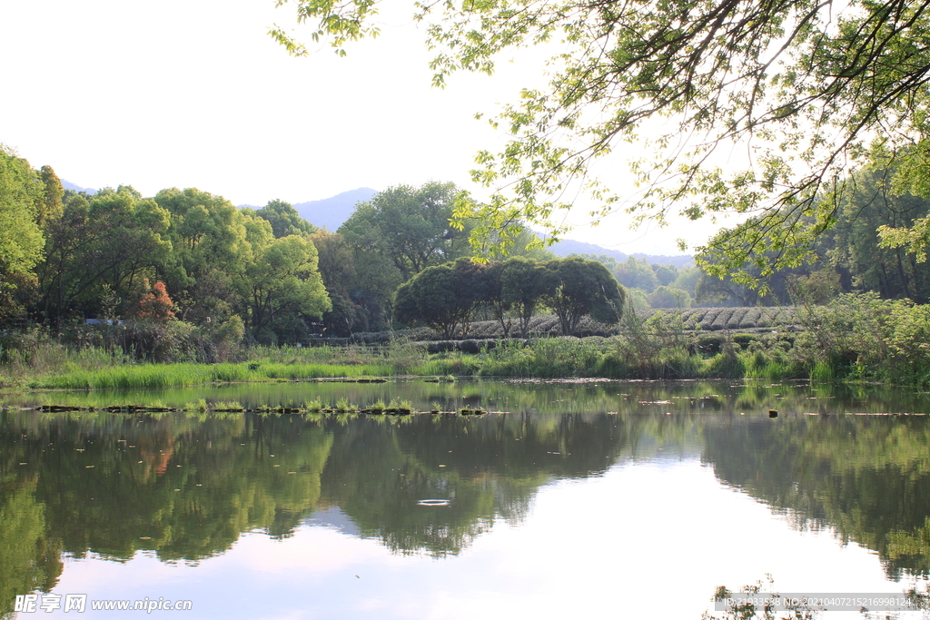 湿地公园生态驳岸挂角树茶园