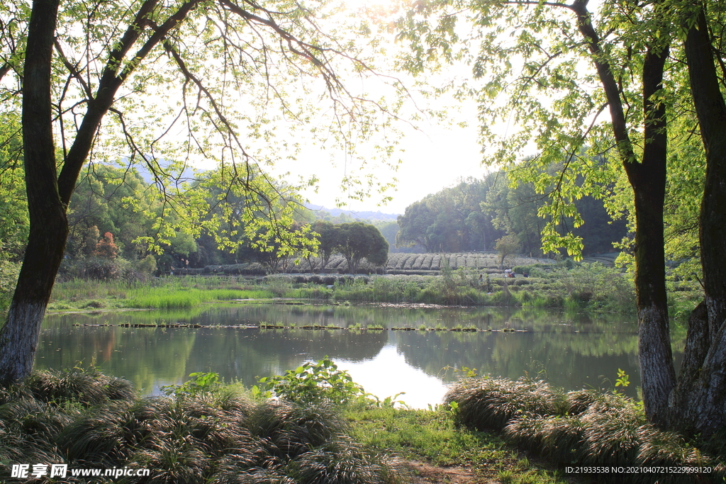 湿地公园生态驳岸挂角树茶园