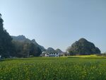 万峰林油菜花田
