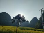万峰林油菜花田