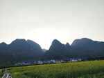 万峰林油菜花田