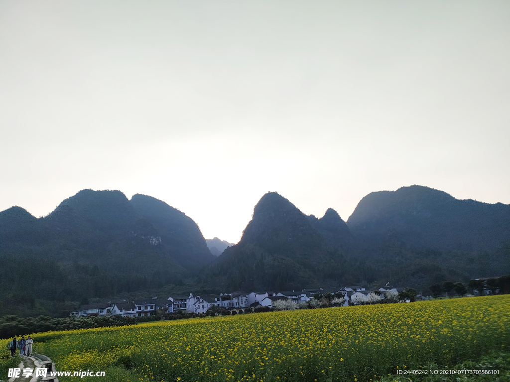 万峰林油菜花田