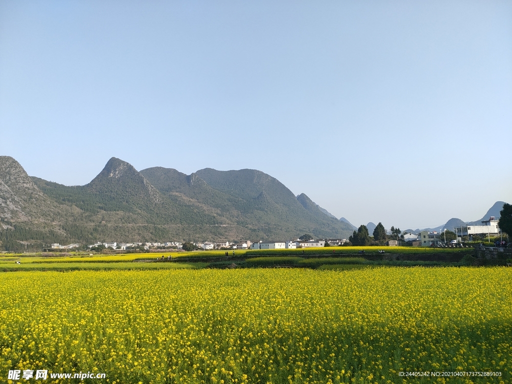 油菜花