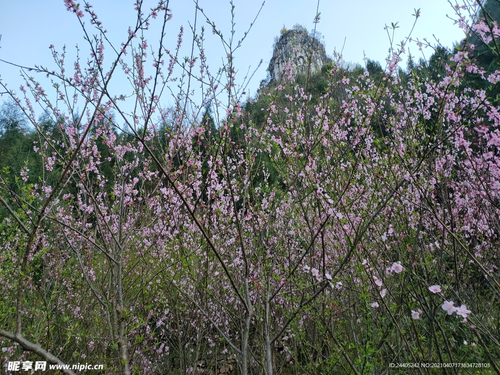 桃花