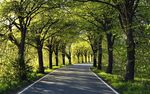 林间道路