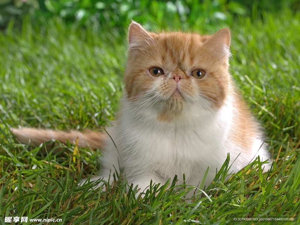 猫咪 加菲