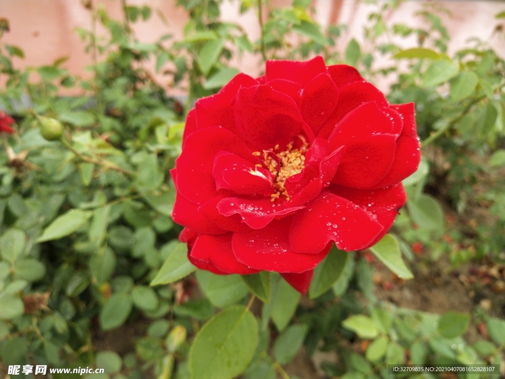 花
