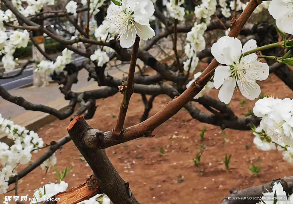 花枝