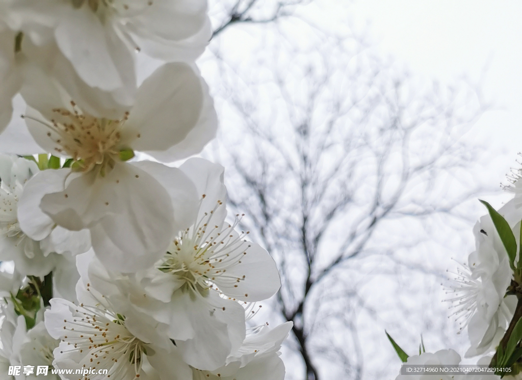 花瓣天空